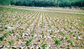 Agriserv Castellina in Chianti